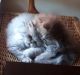 Persian Cats for sale in Sarasota, FL, USA. price: $800