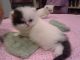 Persian Cats for sale in Hollywood, FL, USA. price: $1,000