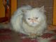 Persian Cats for sale in Kolkata, West Bengal 700001, India. price: 10000 INR
