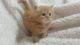 Persian Cats for sale in Mesa, AZ, USA. price: NA