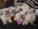 Persian Cats for sale in Annville, PA, USA. price: NA