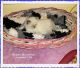Persian Cats for sale in Logansport, IN 46947, USA. price: NA
