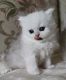 Persian Cats for sale in Surprise, AZ, USA. price: NA