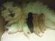 Persian Cats for sale in Oklahoma City, OK, USA. price: NA