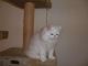 Persian Cats for sale in Port St Lucie, FL, USA. price: NA