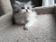 Persian Cats for sale in Charlotte, NC, USA. price: NA