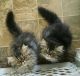 Persian Cats for sale in Abilene, TX, USA. price: NA