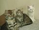 Persian Cats for sale in Absecon, NJ 08201, USA. price: NA