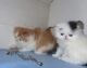 Persian Cats for sale in Boise, ID, USA. price: NA