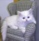 Persian Cats for sale in North Charleston, SC, USA. price: NA