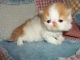 Persian Cats for sale in Alderson, WV 24910, USA. price: NA