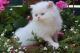 Persian Cats for sale in Alexander, ME 04694, USA. price: NA