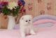 Persian Cats for sale in St. Louis, MO, USA. price: NA
