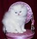 Persian Cats for sale in . price: NA