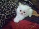 Persian Cats for sale in Oklahoma, USA. price: NA