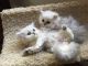 Persian Cats for sale in Fort Worth, TX, USA. price: NA