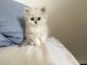 Persian Cats for sale in El Paso, TX, USA. price: NA