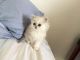 Persian Cats for sale in Tampa, FL, USA. price: $350
