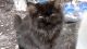 Persian Cats for sale in Opelika, AL, USA. price: $600
