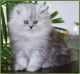 Persian Cats for sale in Brandon, FL, USA. price: NA