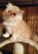 Persian Cats for sale in Louisville, KY, USA. price: NA