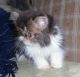 Persian Cats for sale in Midland, MI, USA. price: NA