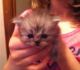 Persian Cats for sale in Georgia, USA. price: NA