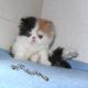 Persian Cats for sale in Richmond, VA, USA. price: $250