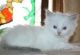 Persian Cats for sale in Evansville, WY, USA. price: $400