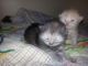 Persian Cats for sale in Hamilton, AL, USA. price: NA