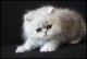 Persian Cats for sale in Montgomery, AL, USA. price: NA