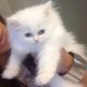 Persian Cats for sale in Delaware, AR 72835, USA. price: NA