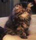 Persian Cats for sale in West Palm Beach, FL, USA. price: NA