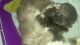 Persian Cats for sale in Akron, OH, USA. price: NA