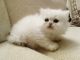 Persian Cats for sale in Wilmington, NC, USA. price: NA