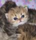 Persian Cats for sale in Fort Worth, TX, USA. price: $500