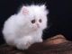 Persian Cats for sale in Brownsville, TX, USA. price: NA