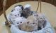 Persian Cats for sale in Honolulu, HI, USA. price: NA