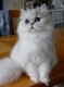 Persian Cats for sale in Roseville, CA, USA. price: NA