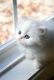 Persian Cats for sale in Lexington, KY, USA. price: $500
