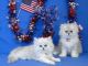 Persian Cats for sale in Lawton, OK, USA. price: NA