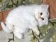Persian Cats for sale in Lawton, OK, USA. price: NA