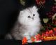 Persian Cats for sale in Gainesville, FL, USA. price: NA
