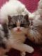 Persian Cats for sale in Mesa, AZ, USA. price: NA