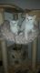 Persian Cats for sale in Garden Grove, CA, USA. price: NA