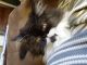 Persian Cats for sale in Greenville, OH 45331, USA. price: NA