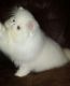 Persian Cats for sale in Tulsa, OK, USA. price: NA