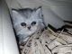 Persian Cats for sale in East Canton, OH 44730, USA. price: $900