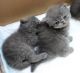 Persian Cats for sale in Frederick, MD, USA. price: NA