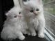 Persian Cats for sale in Jersey City, NJ, USA. price: NA